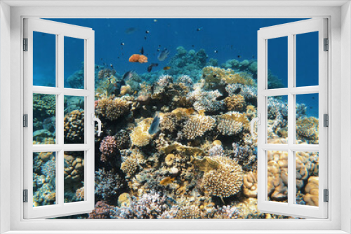 Fototapeta Naklejka Na Ścianę Okno 3D - Coral reef under the water