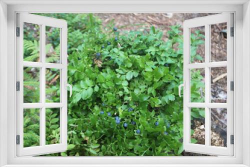 Fototapeta Naklejka Na Ścianę Okno 3D - blueberry bush