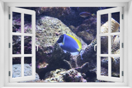 Fototapeta Naklejka Na Ścianę Okno 3D - Blue reef fish
