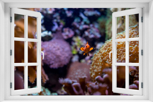 Fototapeta Naklejka Na Ścianę Okno 3D - Netherlands, Arnhem, Burger Zoo, a close up of a coral reef with clown fish nemo