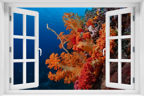Fototapeta Naklejka Na Ścianę Okno 3D - Soft corals in tropical coral reef