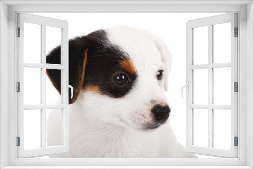 Fototapeta Naklejka Na Ścianę Okno 3D - Portrait of Jack Russell puppy