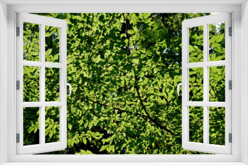 Fototapeta Naklejka Na Ścianę Okno 3D - Texture of green leaves of a tree in the hot summer season