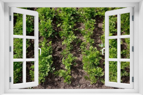 Fototapeta Naklejka Na Ścianę Okno 3D - Fresh parsley