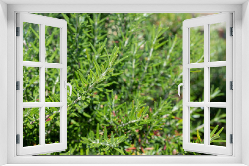 Fototapeta Naklejka Na Ścianę Okno 3D - Fresh Rosemary Herb grow outdoor. Rosemary leaves Close-up.