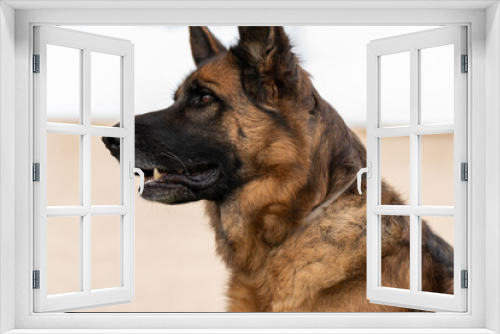 Fototapeta Naklejka Na Ścianę Okno 3D - Obedient brown domestic German Shepherd dog with opened mouth looking away while sitting on blurred background