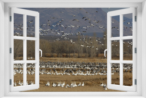 Fototapeta Naklejka Na Ścianę Okno 3D - Snow goose, Anser caerulescens