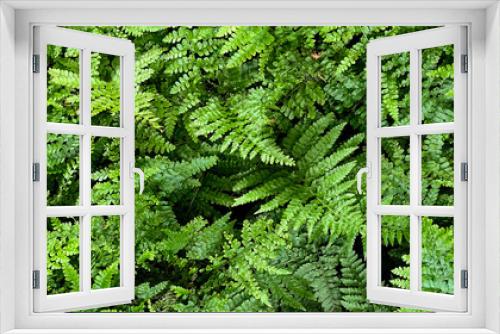 Fototapeta Naklejka Na Ścianę Okno 3D - green nature background. dark green foliage fresh plant, natural green leaves banner