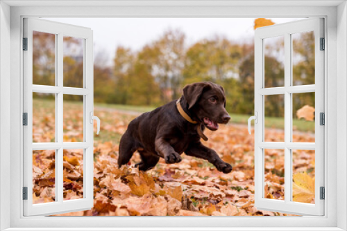 Fototapeta Naklejka Na Ścianę Okno 3D - Chocolate Labrador Retriever Dog is Playing in the Park.