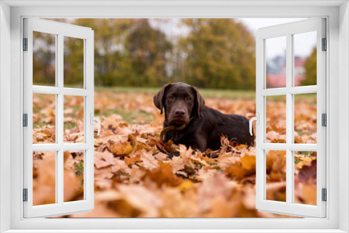 Fototapeta Naklejka Na Ścianę Okno 3D - Chocolate Labrador Retriever is Lying on the Autumn Leaves in Park