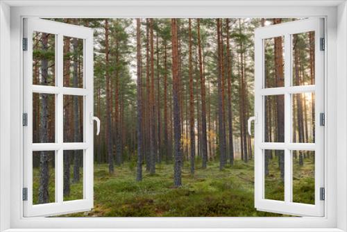 Fototapeta Naklejka Na Ścianę Okno 3D - Tree forerst landscape in north of Sweden. Forest therapy and stress relief.
