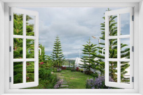 Fototapeta Naklejka Na Ścianę Okno 3D - Natural park with Norfolk island pine tree and variety flower blooming growth in the garden