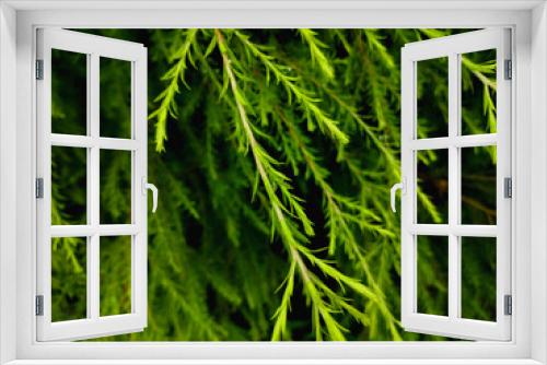 Fototapeta Naklejka Na Ścianę Okno 3D - Green wet leaves | water drop on leaves.