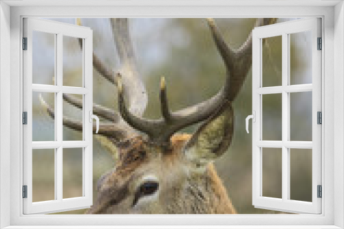 Fototapeta Naklejka Na Ścianę Okno 3D - portrait of wild deer