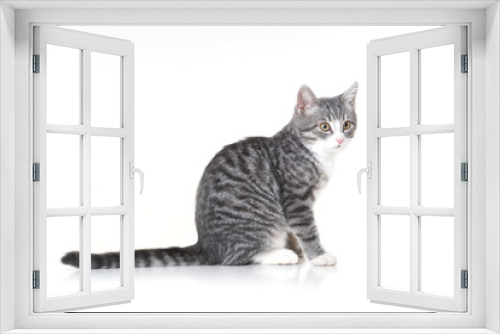 Fototapeta Naklejka Na Ścianę Okno 3D - Funny small tabby gray kitten with beautiful big yellow eyes isolated on white background. Lovely fluffy cat is playing in studio.
