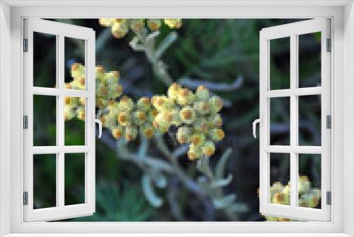 Fototapeta Naklejka Na Ścianę Okno 3D - In the wild, the blooms immortelle (Helichrysum arenarium)
