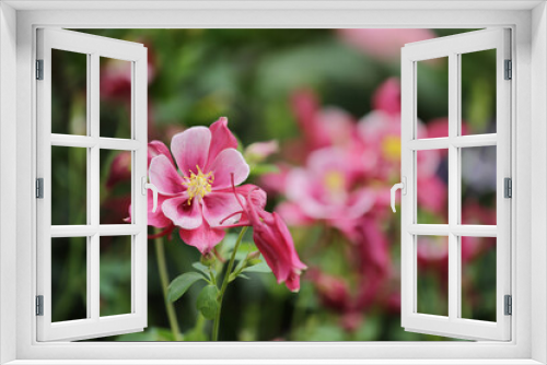 Fototapeta Naklejka Na Ścianę Okno 3D - pink flower in the garden., Sunshine and Beauty
