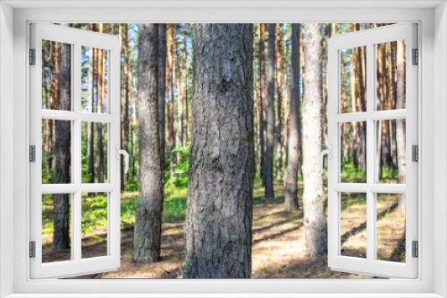 Fototapeta Naklejka Na Ścianę Okno 3D - Tree trunks in the forest as a background.