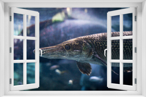 Fototapeta Naklejka Na Ścianę Okno 3D - North American alligator gar swimming underwater ornamental fish