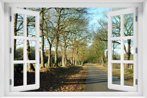 Fototapeta Naklejka Na Ścianę Okno 3D - Tree lined country road in Overijssel, one of the north eastern provinces in the Netherlands