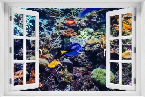 Fototapeta Naklejka Na Ścianę Okno 3D - Underwater bright world with corals and fishes.
