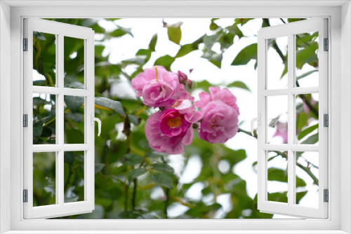 Fototapeta Naklejka Na Ścianę Okno 3D - Pink flower full open pink rose on tree in green garden for background.