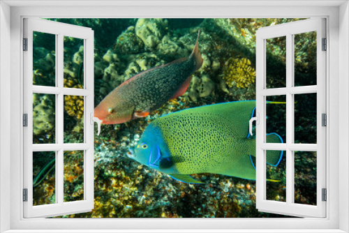 Fototapeta Naklejka Na Ścianę Okno 3D - Close-up view of a Semicircle angelfish (Pomacanthus semicirculatus) and an Ember parrotfish (Scarus rubroviolaceus) near Island St Pierre - Seychelles