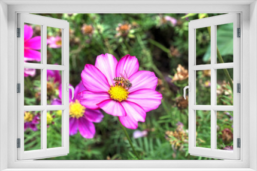 Fototapeta Naklejka Na Ścianę Okno 3D - A bee on a Candystripe Cosmos Flower (C. bipinnatus) in a botanical garden.