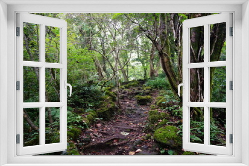 Fototapeta Naklejka Na Ścianę Okno 3D - old path in deep forest