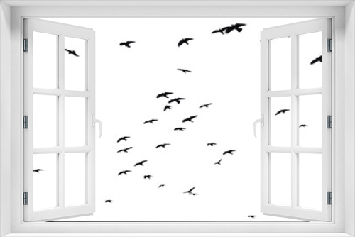 Fototapeta Naklejka Na Ścianę Okno 3D - Flock of raven birds isolated on white