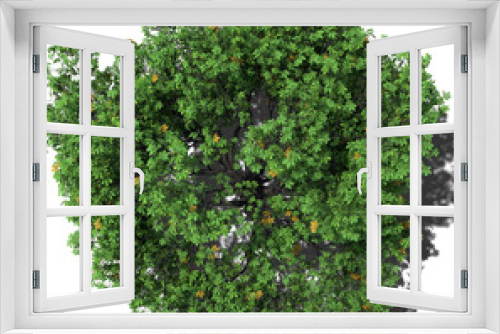 Fototapeta Naklejka Na Ścianę Okno 3D - tree bird's eye view outdoor plant hq arch viz cutout horse chestnut