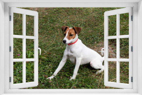 Fototapeta Naklejka Na Ścianę Okno 3D - Jack Russell Terrier dog sits on a green lawn.