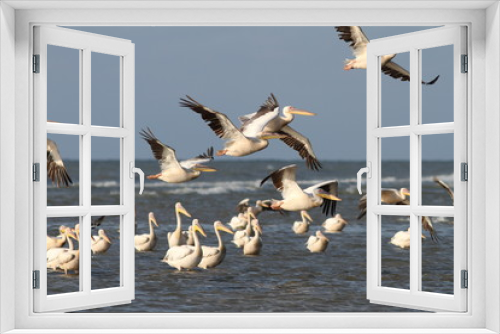 Fototapeta Naklejka Na Ścianę Okno 3D - flock of pelicans flying over water