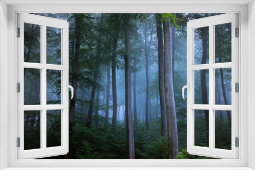 Fototapeta Naklejka Na Ścianę Okno 3D - Wald im Nebel 