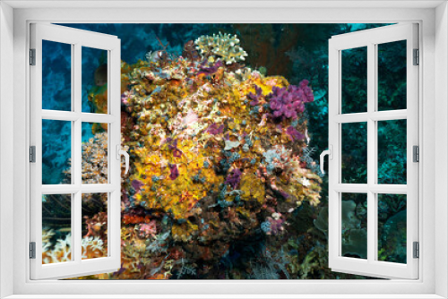 Fototapeta Naklejka Na Ścianę Okno 3D - Bright and colorful underwater life of fish and corals in the world's oceans
