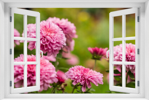 Fototapeta Naklejka Na Ścianę Okno 3D - Pink autumn chrysanthemum flowers