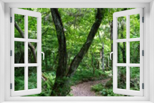 Fototapeta Naklejka Na Ścianę Okno 3D - fresh green forest with path