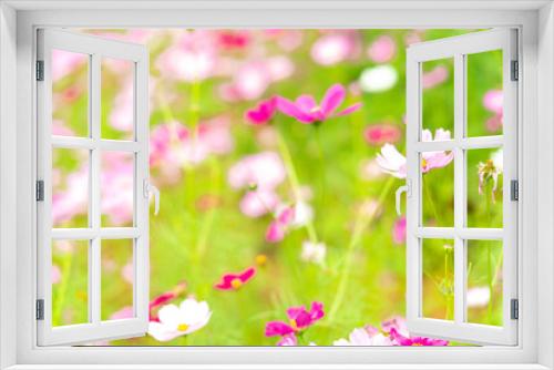 Fototapeta Naklejka Na Ścianę Okno 3D - Beautiful pink cosmos flower garden. Pink flower field background. Spring season. Fresh environment. Pink, pale pink cosmos flowers with green leaves in garden. Background for happy, joy, and calm.
