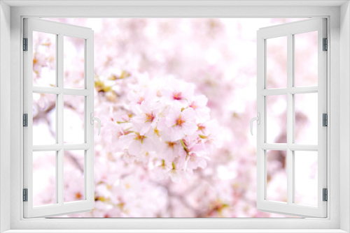 Fototapeta Naklejka Na Ścianę Okno 3D - 桜のピンク背景