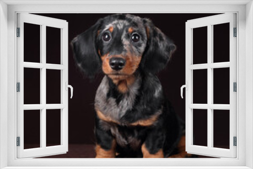 Fototapeta Naklejka Na Ścianę Okno 3D - Cute little dachshund puppy on brown background
