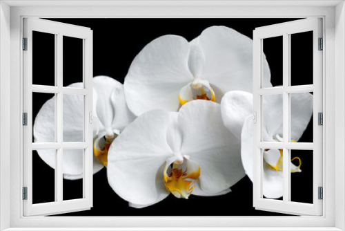 Fototapeta Naklejka Na Ścianę Okno 3D - White orchids