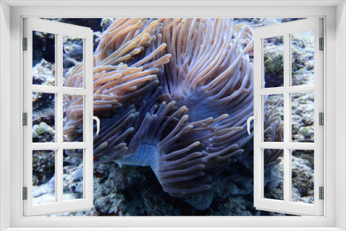 Fototapeta Naklejka Na Ścianę Okno 3D - Underwater shot of coral moving in the wind