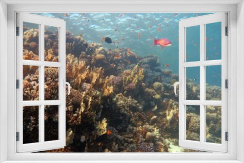 Fototapeta Naklejka Na Ścianę Okno 3D - Red Sea fish and coral reef
