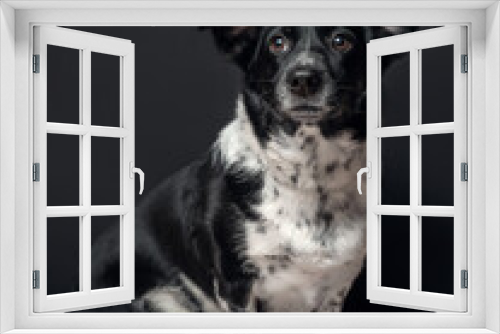 Fototapeta Naklejka Na Ścianę Okno 3D - A portrait of a dog on a black background