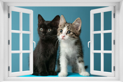 Fototapeta Naklejka Na Ścianę Okno 3D - Kittens sit against a blue background