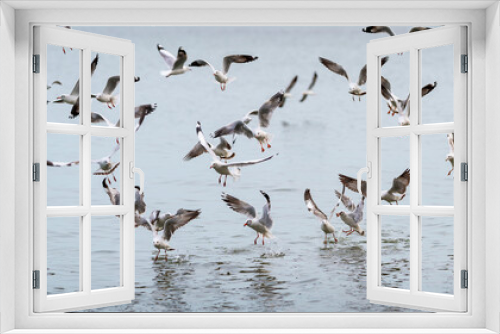 Fototapeta Naklejka Na Ścianę Okno 3D - Wildlife, background and texture of Larus Charadriiformes or White Seagull on a sea, flies over the water. Flock of birds, Population flying birds in group. Ornithology Bird in mangrove Thailand.