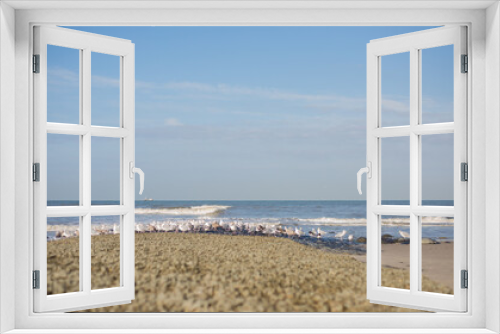 Fototapeta Naklejka Na Ścianę Okno 3D - Möwen am Strand am Meer