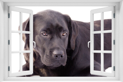 Fototapeta Naklejka Na Ścianę Okno 3D - Labrador retriever dog isolated on a white background. Black labrador puppy. Animal, pet.