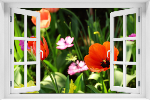 Fototapeta Naklejka Na Ścianę Okno 3D - Red tulips blooming in the flower bed in the garden