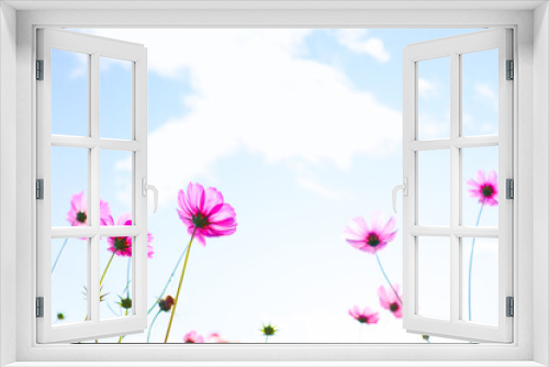 Fototapeta Naklejka Na Ścianę Okno 3D - Beautiful cosmos flowers in garden.